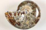 Polished Agatized Ammonite (Phylloceras?) Fossil - Madagascar #200490-1